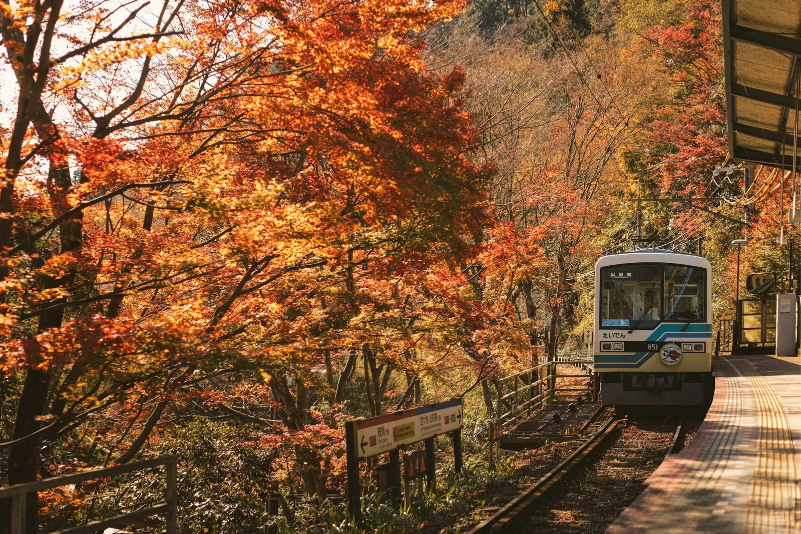 Maple trees turning red on the hills of Arashiyama in late November