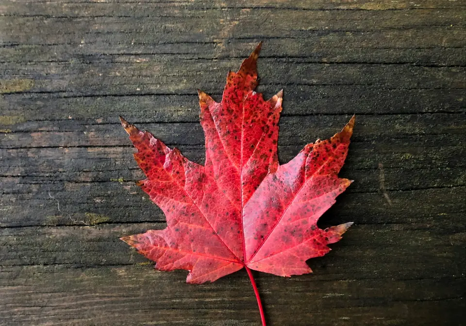 Autumn leaves photoshoot