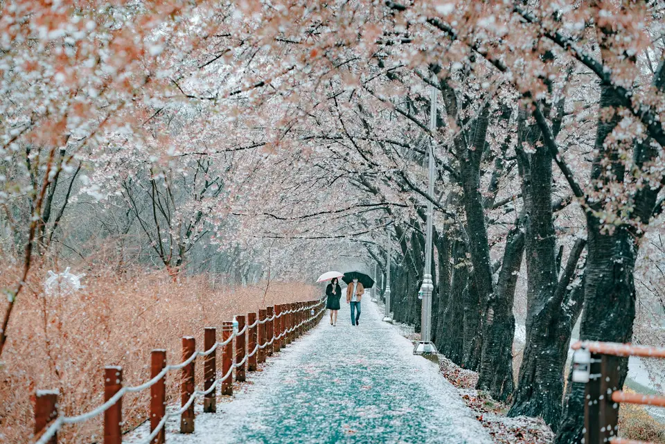 Cherry blossom photoshoot — 3