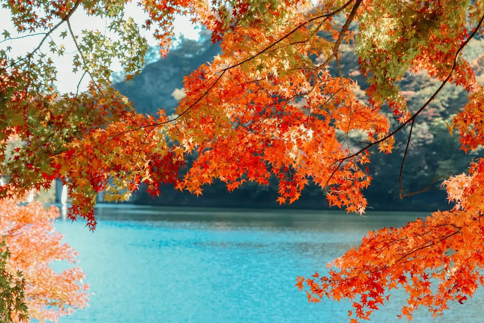 Autumn leaves photoshoot