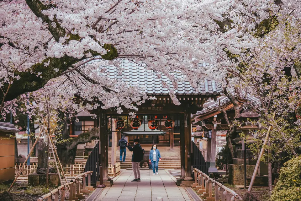 Cherry blossom photoshoot